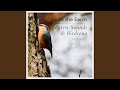 Birds Calling in a Light Breeze