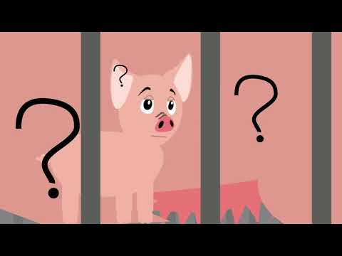 Schwein gehabt - Eine Geschichte der Massentierhaltung