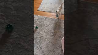 Video preview image #1 Chihuahua-Unknown Mix Puppy For Sale in San Francisco, CA, USA
