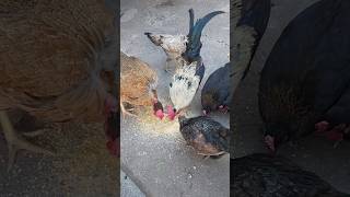 Criação de Galinhas - Um Momento Com As Galinhas No Galinheiro - ( Parte 19 )