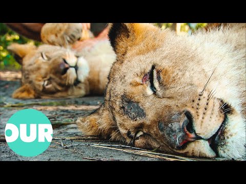 Young Lions Get Acquainted With A New Home | Lion Country Ep2 | Our World