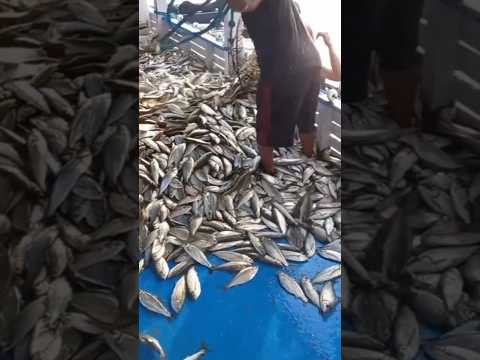 PESCA MARAVILHOSA