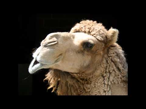 No Ghosts (Afrojack No Beef & Deadmau5 Ghosts n Stuff Mashup) *HD* *HQ*