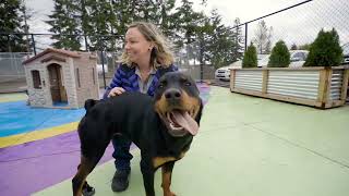 Doggy Daycare | Ankeny Hill Resort & Boarding