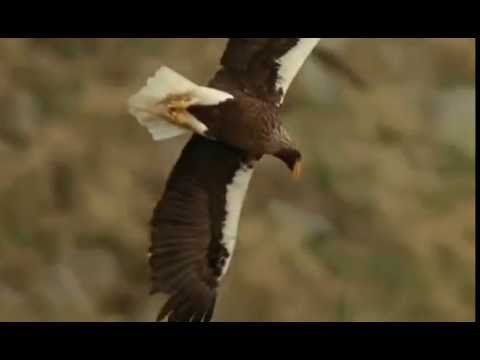 Coca Saroni  CA O PASARE IN ZBOR