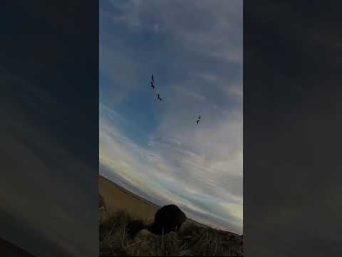 Bird Hunting - 6 Cranes, 1 Down