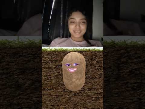 Potato potato #zebkii