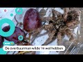 Man vindt vogelspin in bakje druiven