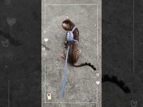Yoda Bengal Cat /walking outside