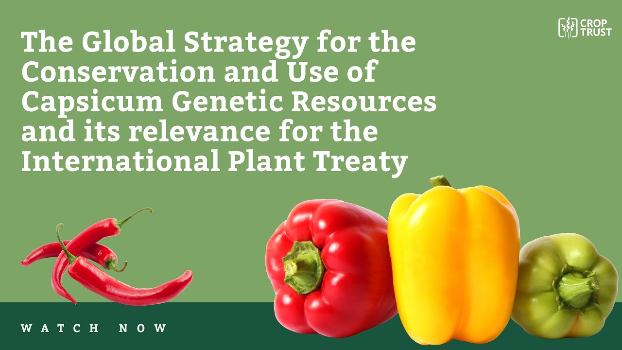 The Global Strategy for the Conservation and Use of Capsicum Genetic Resources and the Plant Treaty