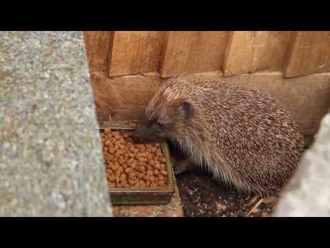 Hedgehog munching on a bowl of Ark Hedgehog Food Original on a summer evening
