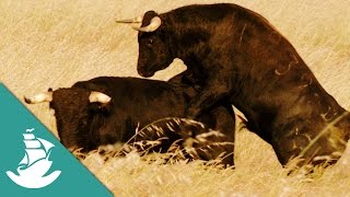 The bull, the most powerful animal - Now in High Quality! (Full Documentary)