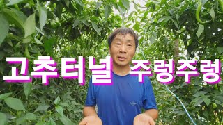 고추터널 고추가 주렁주렁 달렸습니다