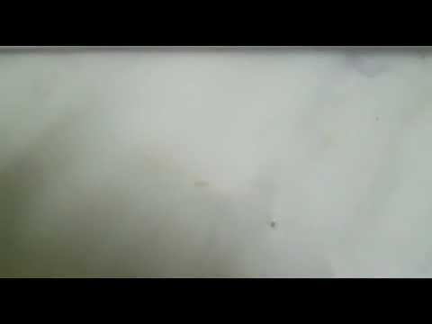 Tribute to Bhanu Athaiya by Mayur Vakani #indiasfirstoscarwinner #oscar #costumedesigner #gandhi