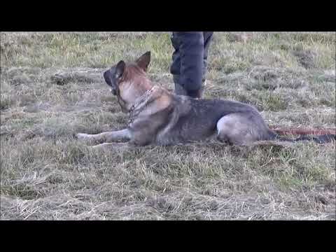 Jagira Aykmar tracking