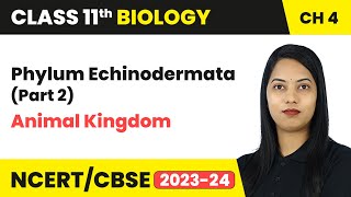 Phylum Echinodermata - Animal Kingdom | Class 11 Biology Chapter 4 | CBSE 2024-25