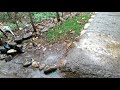 llegó la lluvia 🌧️☔Ami caserío y Ami jardín 🙏