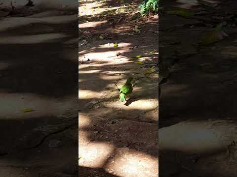 Puerto Rico - Misiones