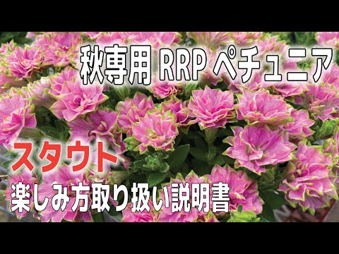 巨大なブタクサ、ヘラクレスの多年草 植物