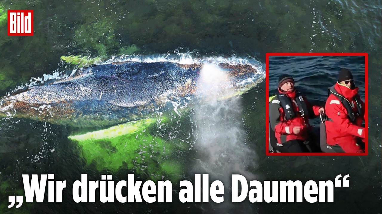 Ostsee-Drama: Kann der Wal sich jetzt selbst befreien?