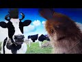 Sesame Street All Spot Footages