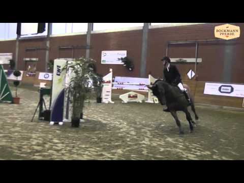 "Lukanec" - 5 j. Hengst v. Lordanos x Lord Liberty - Timmel 2015