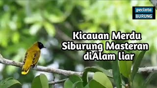 Download lagu Kicauan Merdu Burung Percang/Kutilang Sutra di Alam Liar, Burung Masteran mp3