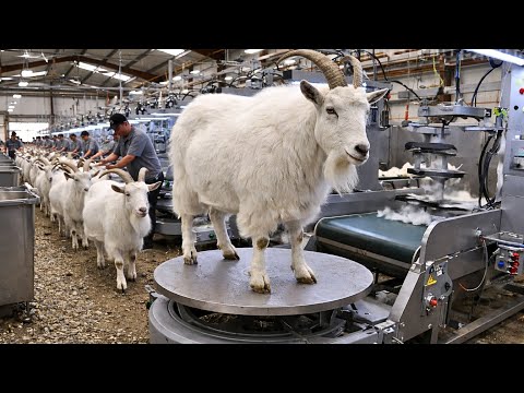 Mountain Goat Farming at Scale | Inside a Massive Modern Wool & Meat Processing Factory
