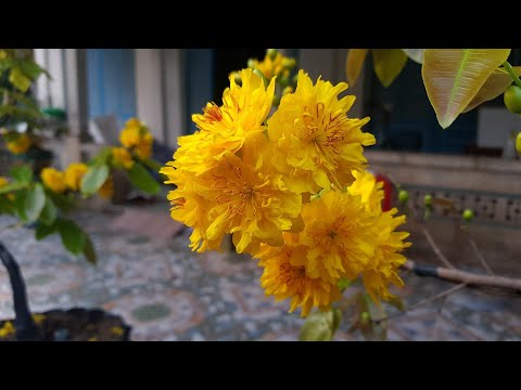 Xem Hoa Mai Buổi Chiều - 09.02 ÂL