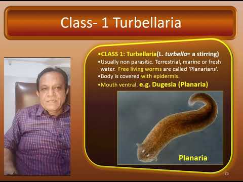04 Sem I Zoology practical 02 episode 04 Platyhelminthes phylum
