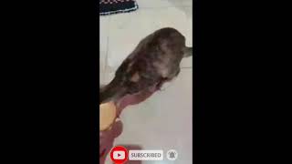 Cute Cat‼ Eat Anyway the Meow Biscuit Marie