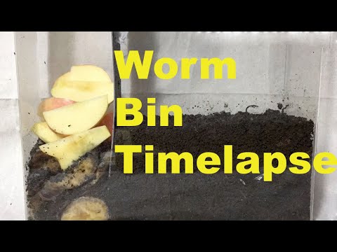 Earth Worms Horizontal Migration 31 days  Time Lapse Vermicomposting