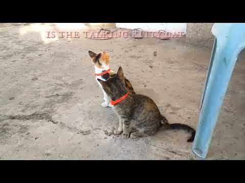 Is the talking kitty cat 5# - Kitties keep ignoring me