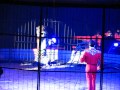 Alex Lacey Christmas Circus Ahoy Rotterdam With Lions And Tigers