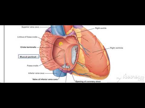 Right Atrium 4