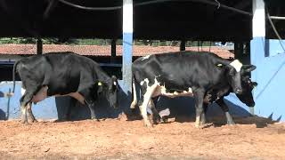 Vídeo 189 - 1ª ETAPA MEGA LIQUIDAÇÃO TOTAL AGROPECUÁRIA MARAJOARA - DIA 4 | GADO GIROLANDO E HOLANDÊS