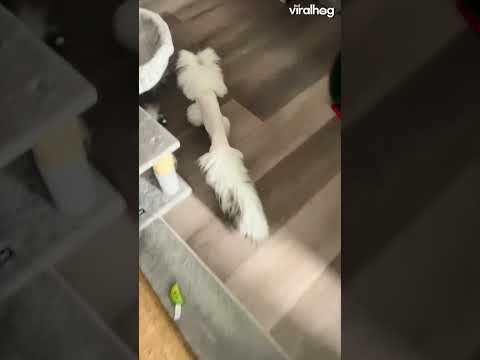 dogs funny videos #dog #funny nny