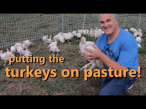 , title : 'how to grow turkeys on pasture: brooder tips, shelter, fencing, and feeding'