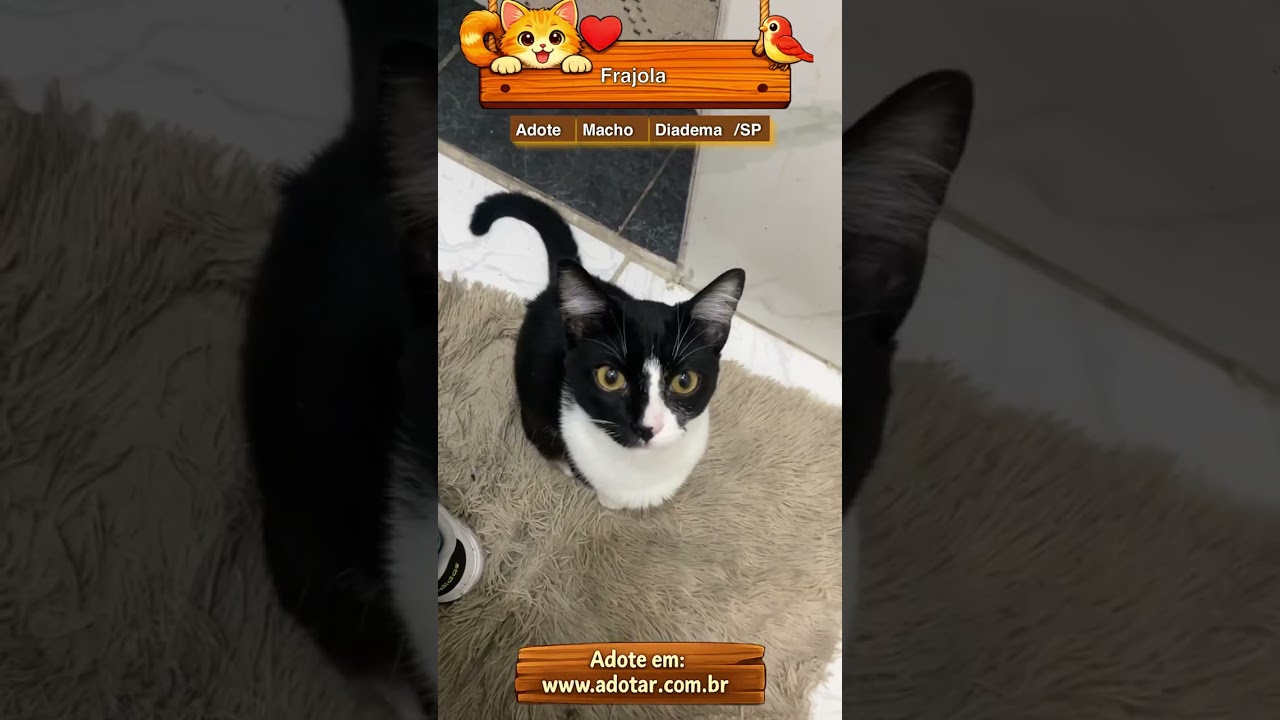 Gato raça SRD-ViraLata idade 2 a 6 meses nome Frajola 