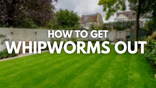 How to Get Whipworms Out of Yard | Whipworm Treatment