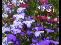 'Eric The Half a Bee' Monty Python
