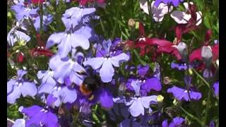 &#39;Eric The Half a Bee&#39; Monty Python