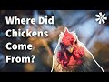 WHERE Did Chickens Come From? 🤔