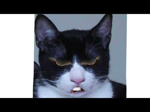 Cat aplogises for bad behaviour