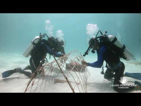 Corals for Climate: Restoring Resilient Reefs