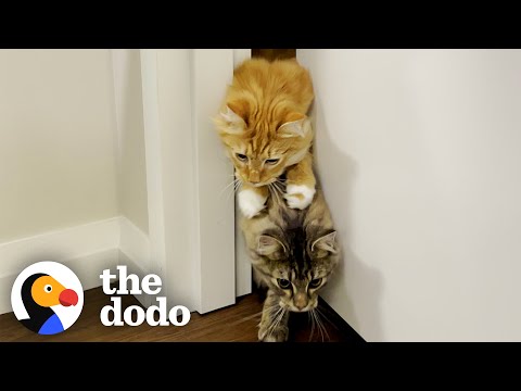 Cat Brothers Race Each Other To Their Food Bowls | The Dodo Cat Crazy