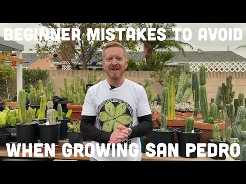4 Beginner Mistakes to Avoid When Growing San Pedro Cacti l Mallacht's Plants