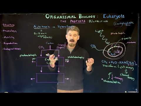 Protist Nutritional Strategies