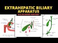 Extrahepatic Biliary Apparatus | Gall Bladder Anatomy | Abdomen Anatomy