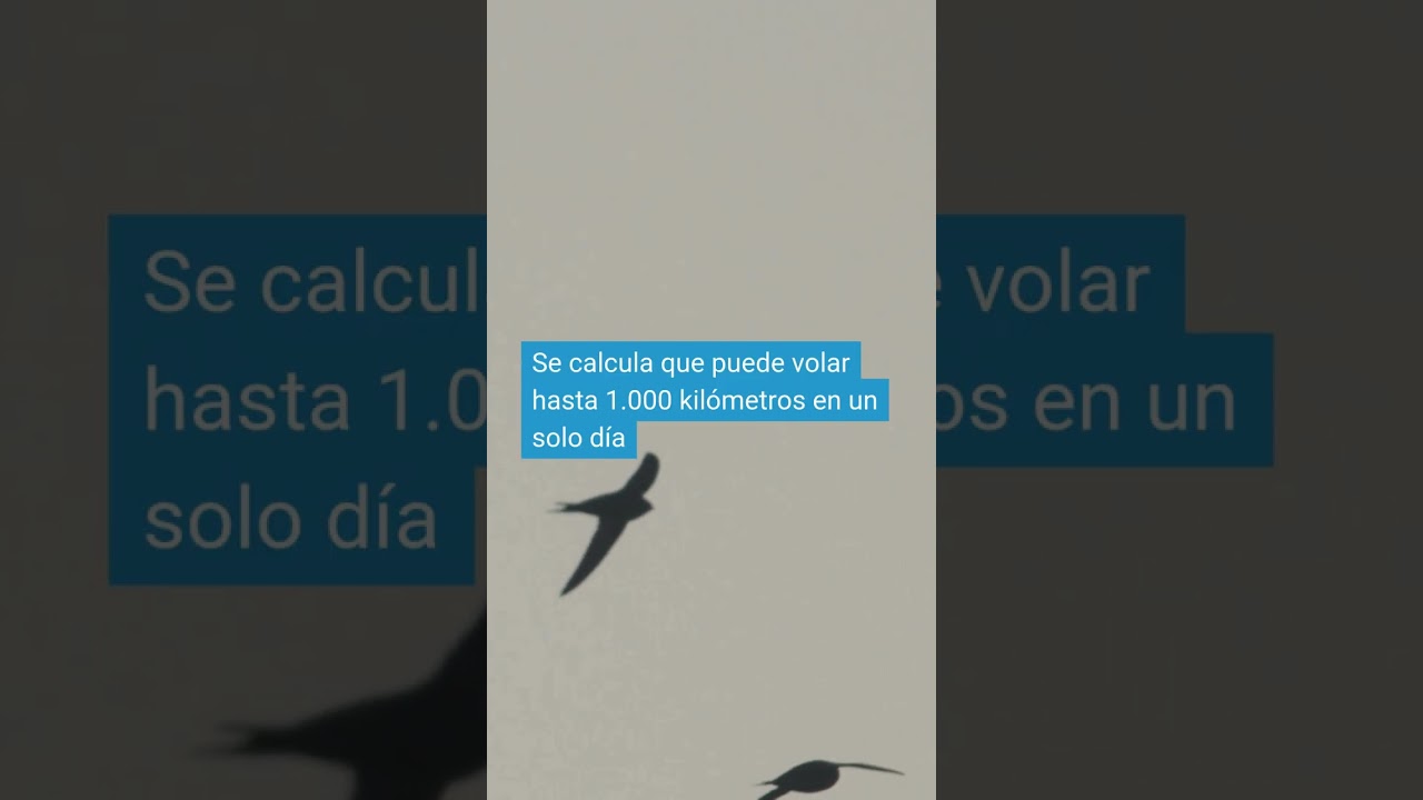 ¡Hola vencejo común! Es un placer tenerte de vuelta
